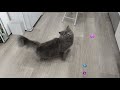 常に塩対応の愛猫に、おもちゃ出しまくって喜ばせようとした結果...