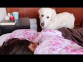 How a Golden Retriever wakes up my wife!