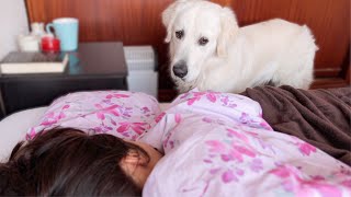 How a Golden Retriever wakes up my wife!