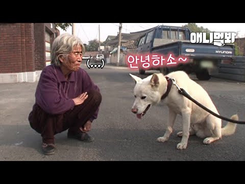 동네 어른신 보면 사람처럼 인사하는 백구ㅋㅋㅋㅣDog That Greets Like People, Bowing <strong>Down</strong> <strong>Lol</strong>