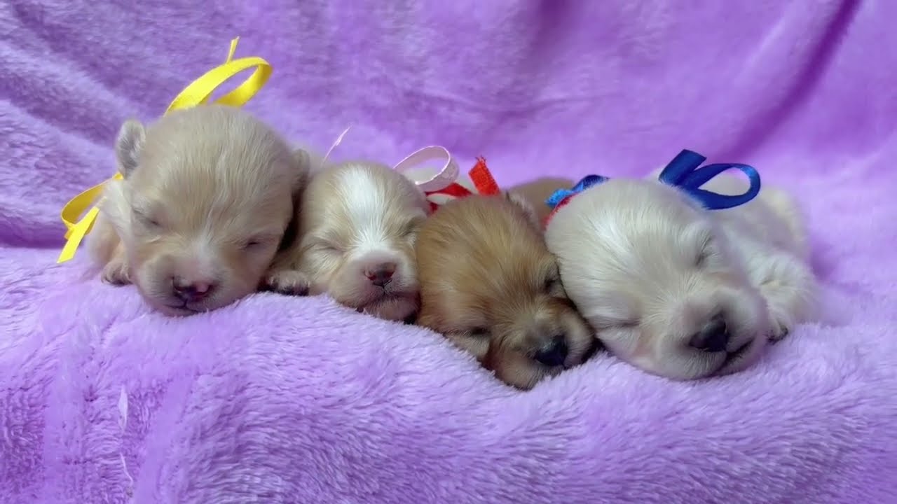 柴犬の子犬（オス♂） 川口戸塚店 No.00760579｜ペットショップCoo＆RIKU