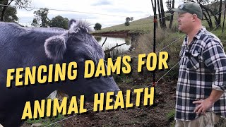 Why Fencing Off Your Dam is Crucial for Animal Performance (And How to Do It)