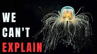 Nothing About The Immortal Jellyfish Is Normal... Here's Why