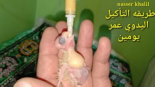 مفاجأة طريقة إطعام فرخ عمر يومين بطريقه سهله جدا 😱😱😱😱😱 budgie#