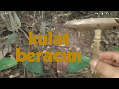 Video: Cendawan Beracun Yang Boleh Dikelirukan Dengan Dimakan