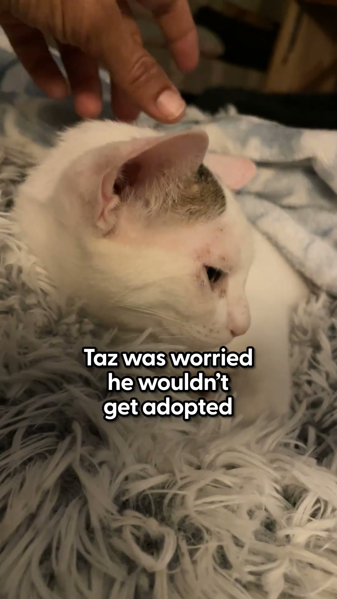 Scared Cat Who Screamed at Pets Now Loves To Cuddle | The Dodo