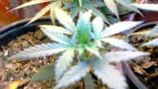 Microindoor 2ooW  d18