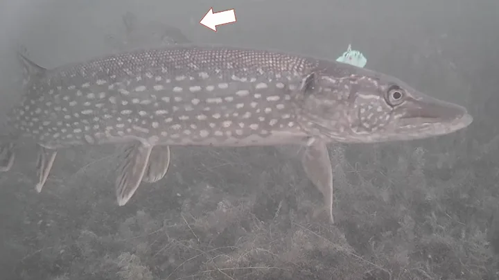 New Lake, New PIKE! Ice Fishing with Underwater Ca...