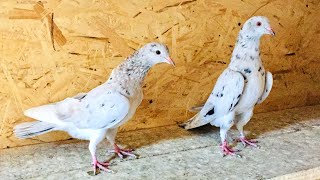 Бакинские голуби, большие потери! Baku pigeons, big losses!