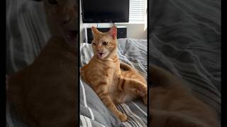 My cats funny facial expressions🤣
