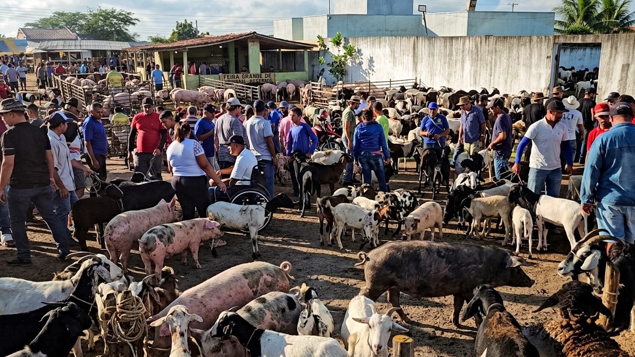 FEIRA DE CAPRINOS, OVINOS E SUÍNOS DE CACHOEIRINHA PE, QUINTA FEIRA, (05/03/26) #nordeste