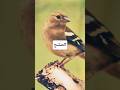 صوت طائر الصلنج Shorts Shortvideo Birds Eurovision 