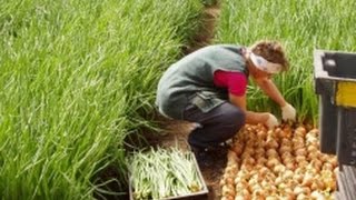 видео Когда и как сажать лук-севок в открытый грунт