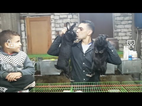 فيديو: فضية مارتن أرنب