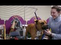 Inside the Westminster Dog Show