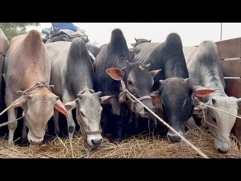 cow unloading, cow videos, cow video, big cow, goru hamba cow, Ep - 214