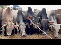 Cow unloading cows cow big cow goru hamba cow ep  214