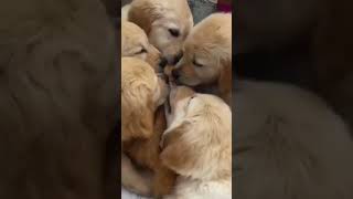 Funny Cat Gets Bombarded with Licks from Golden Puppies!