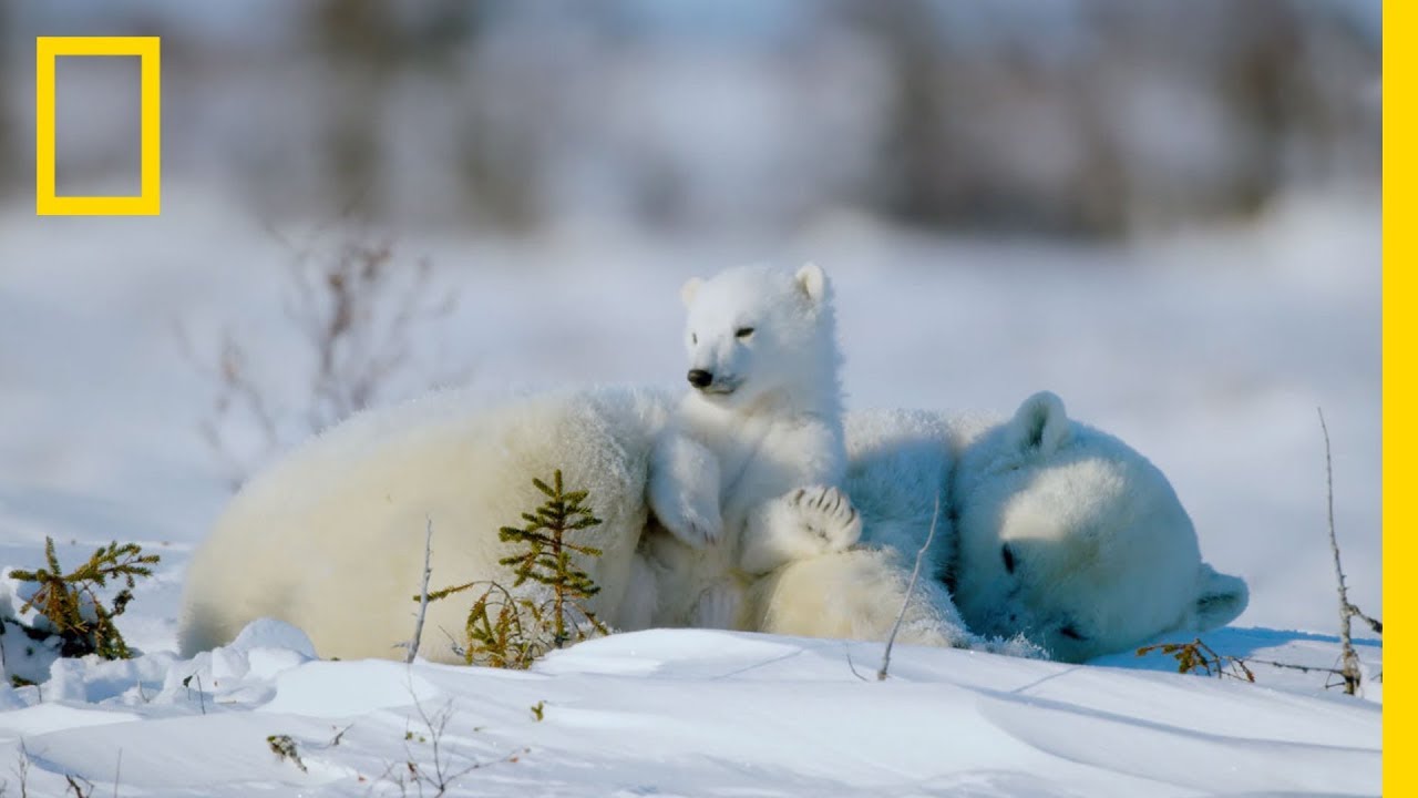 Surprising Polar Bear Facts About the King of the Arctic