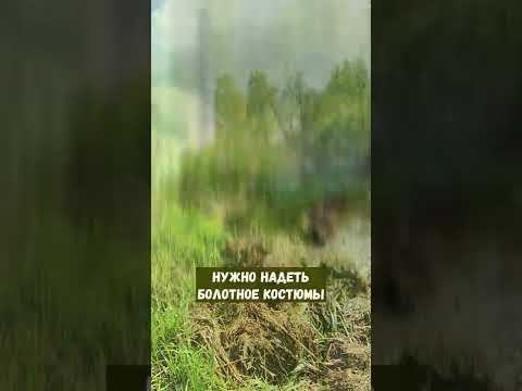 Как очистить водоём от травы ?) #shorts