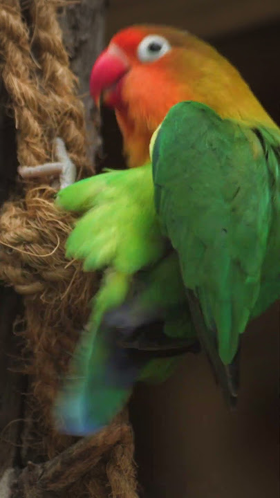 Fischer's lovebird