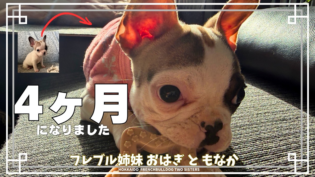 【北海道フレブル】もなか４ヶ月！すくすく成長中🤗｜Monaka is 4 months old! Growing up strong!【Hokkaido French Bulldog】
