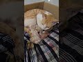 Mumma cat cleaning her kittens #cat #kitten #catmom #catdelivery #catlover