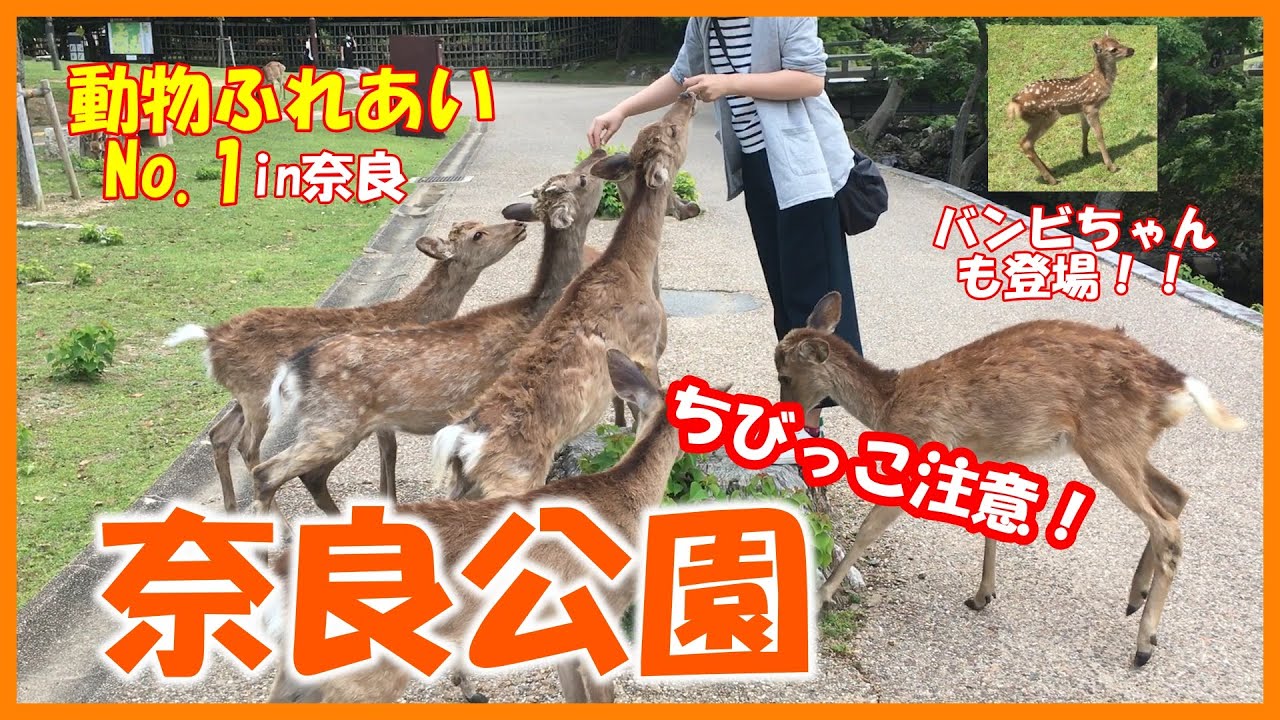 【奈良公園】動物ふれあいNo.1！in奈良「シカ編」～エサあげてみた～ ※ちびっこ注意 YouTube