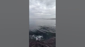 القرآن الكريم #ياسر الدوسري.