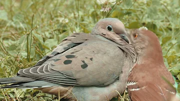 Relaxing Bird Sound For Yoga| Birds Chirping Sounds| Morning Birds Song| Birds Sound Spectacular