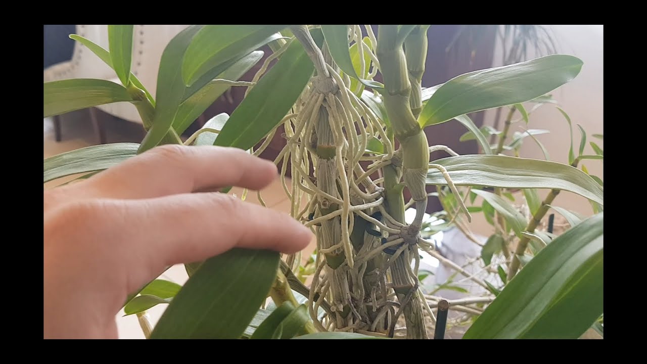 COMO RETIRAR KEIKIS DE ORQUIDEAS(ENSEÑO DOS METODOS)