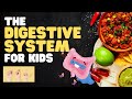Human Digestive System Functions