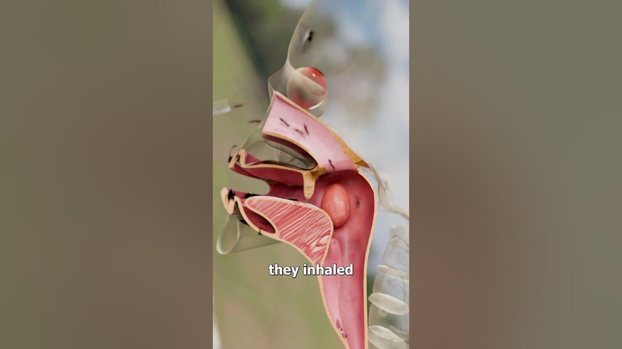They Snorted Fire Ants 😱