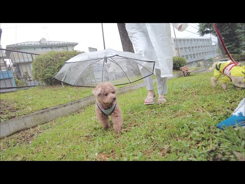 雨の日に犬用の傘を使ったら散歩嫌いの犬が笑顔で歩きました♪【トイプードル】