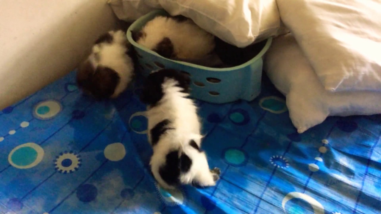 Totally Not A Rickroll Disguised As A Video Of Cute Puppies Youtube