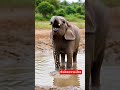 #baby elephent #comedycompilation #comedyshorts shorts