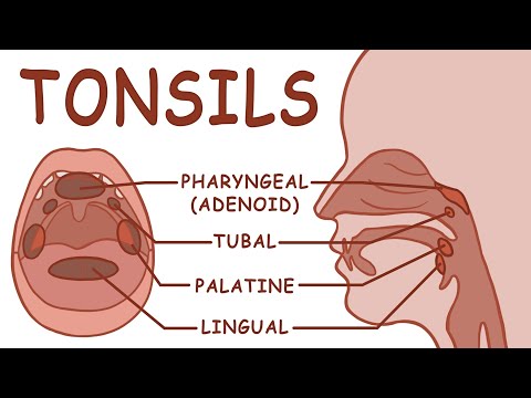 Video: Kde sa nachádza tonsilárna lymfatická uzlina?