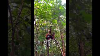 Orangutan Traversing Tree Tops.
