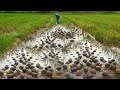 Unbelievable !!!Unique  picking lots of snails in the water and find snails at long  rice field