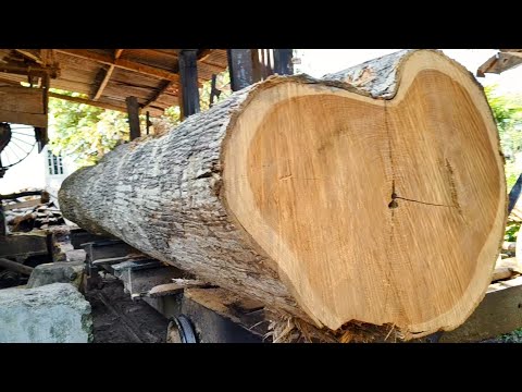 FANTASTIC!! Large Teak Wood Used as the Frame for Sultan's Houses is Priced Very Highly/Sawmill 