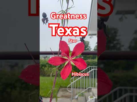 Texas Star Hibiscus ￼