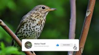Song Thrush Bird Sound, 1Hour Bird Song, Bird Call, Bird Calling, Chirps, Lissen Birds Chirping screenshot 5