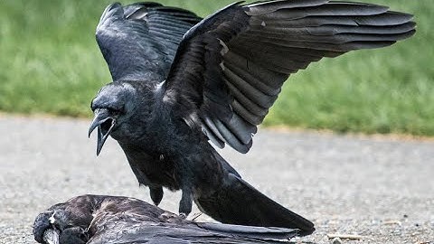 nodelay gepard 3.0 bypass 2021 arquimaga thor crowz