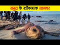 पानी में राज करते हैं ये जानवर | These Animals Rule the Water