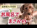 お風呂でそれする！？生後2ヶ月わんこの前代未聞な成長記録