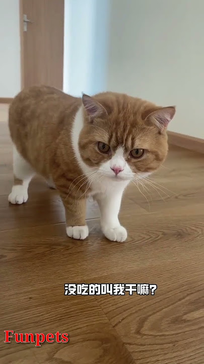 Tingkah Laku Kucing Lucu yang Akan Membuatmu Tertawa Sepanjang Hari! #kucing #kucinglucu #kucingimut