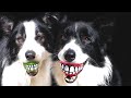 BEST of BORDER COLLIES - After watching this, you'll WANT ONE OF THEM!