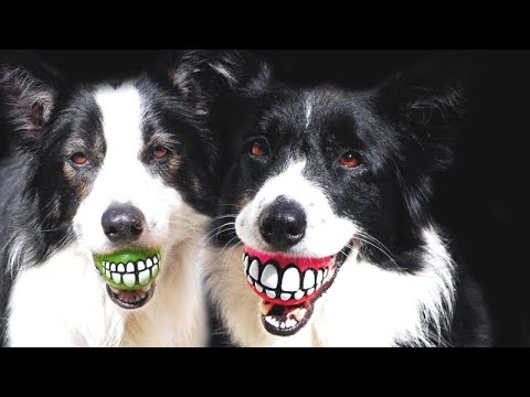 BEST of BORDER COLLIES - After watching this, you'll WANT ONE OF THEM!