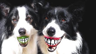 Best Of Border Collies - After Watching This, You'll Want One Of Them!