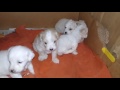 Cachorritos caniches 25 dias